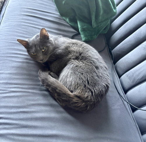 TULIP - Domestic Short Hair available for adoption