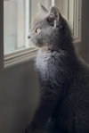 Boba - Photo 3
