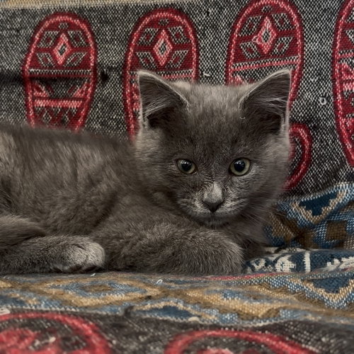 BOBA - Domestic Short Hair available for adoption