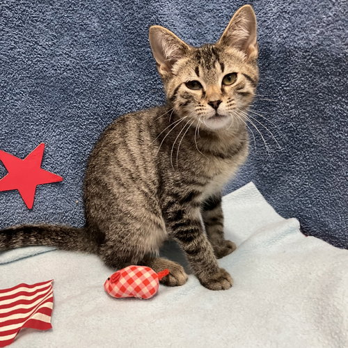 JASPER - Domestic Short Hair / Tabby available for adoption