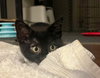 Roku (bonded with Azula) - Photo 5