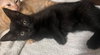 Roku (bonded with Azula) - Photo 6