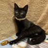 Roku (bonded with Azula) - Photo 1