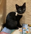 Roku (bonded with Azula) - Photo 4