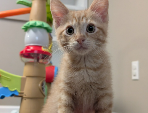 Zuko