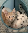 Iroh - Photo 3