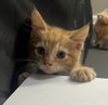 Iroh - Photo 5