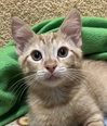 Iroh - Photo 1