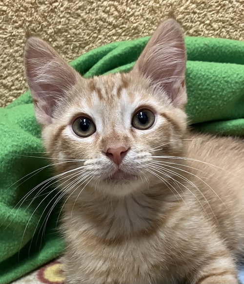 IROH - Domestic Short Hair / Tabby available for adoption