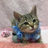 Taro - Photo 2