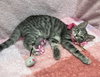 Yuki - Photo 5