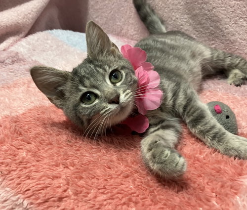 YUKI - Domestic Short Hair / Tabby available for adoption