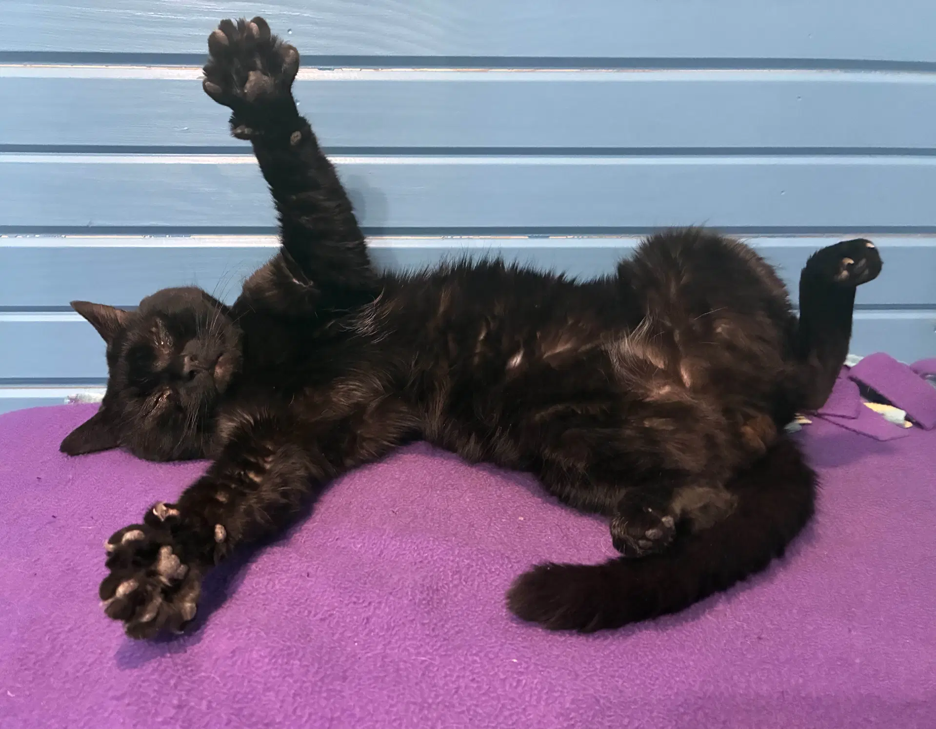 Momie - Domestic Short Hair