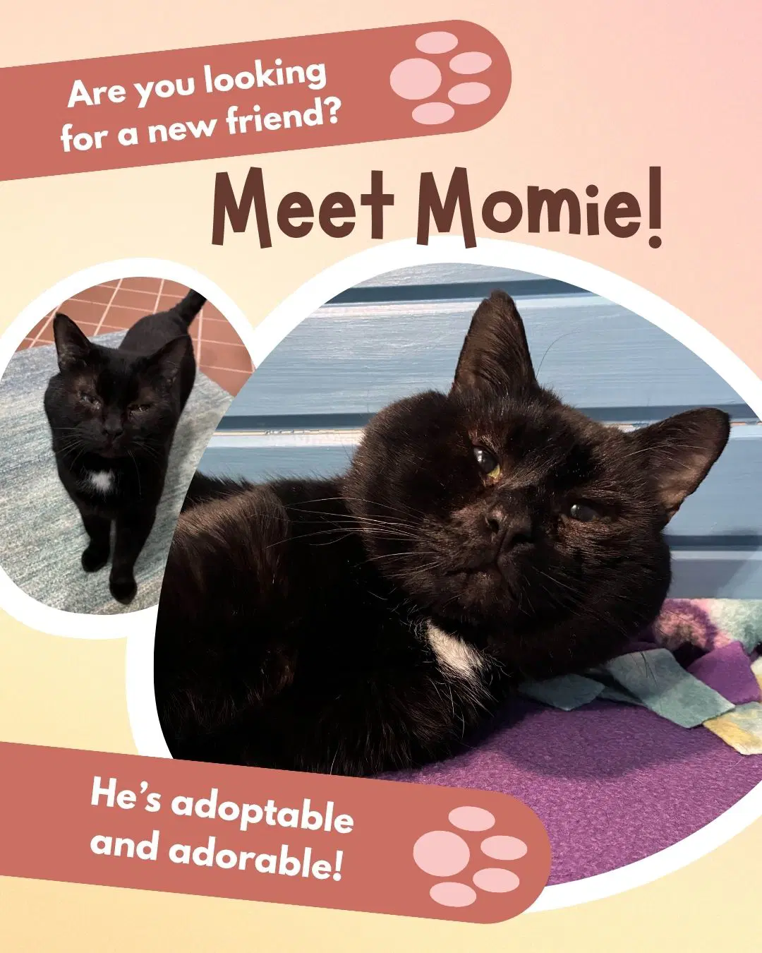 Momie image 2