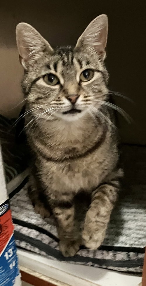 ONA - Tabby / Domestic Short Hair available for adoption