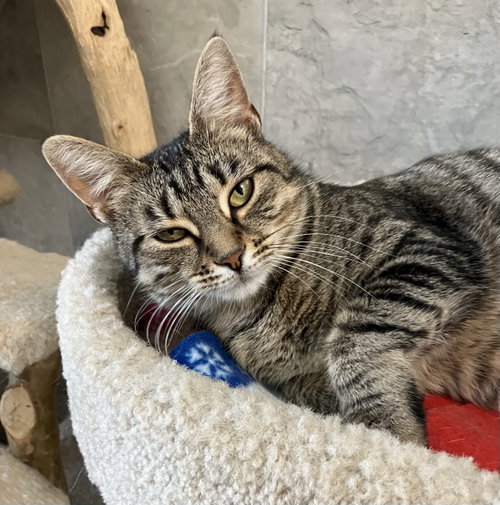 ONA - Tabby / Domestic Short Hair available for adoption