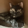 Cinnamon - Photo 3