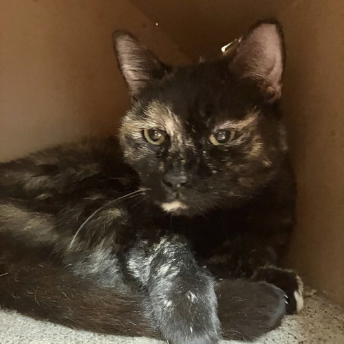 Cinnamon, Adult Tortoiseshell / Domestic Short Hair / Mixed (short coat), cat for adoption in Grove City, Ohio