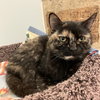 Cinnamon - Photo 2