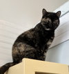 Cinnamon - Photo 4