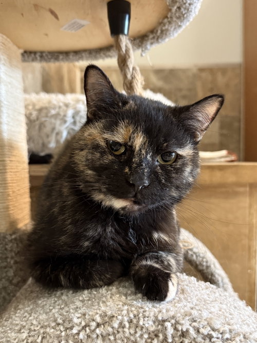 CINNAMON - Tortoiseshell / Domestic Short Hair available for adoption