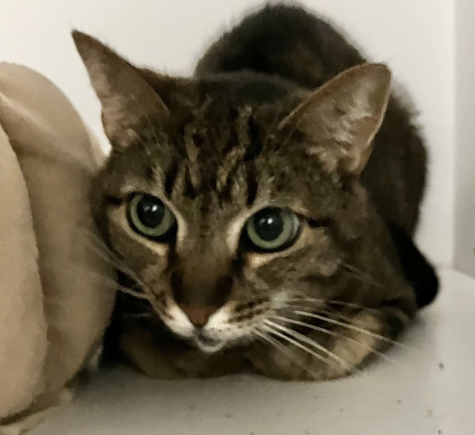 Tiny (bonded with Sylvie) Image
