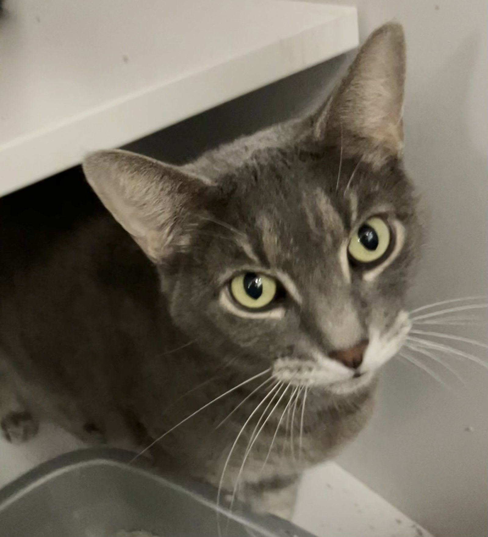 Sylvie (bonded with Tiny) Image