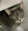 Sylvie (bonded with Tiny) - Photo 1