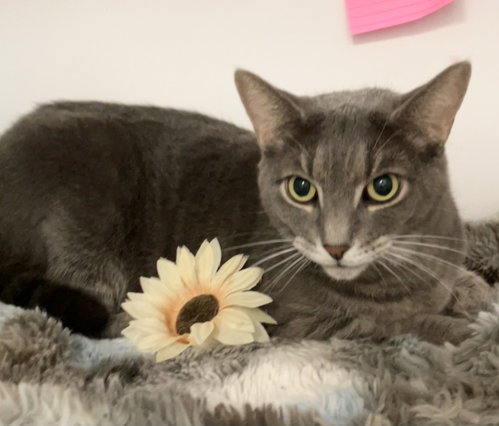 SYLVIE (BONDED WITH TINY) - Domestic Short Hair available for adoption
