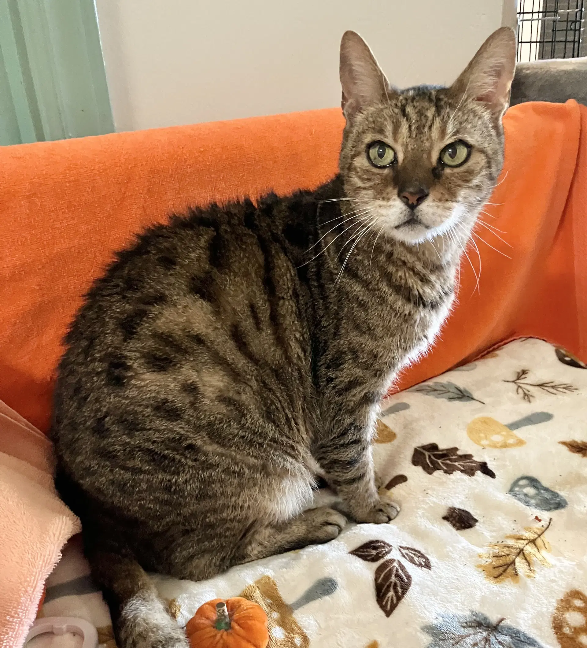 Vito Corleone - Domestic Short Hair