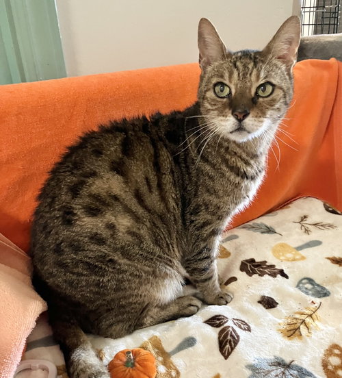 Vito Corleone, a cat for adoption from Colony Cats (& dogs)