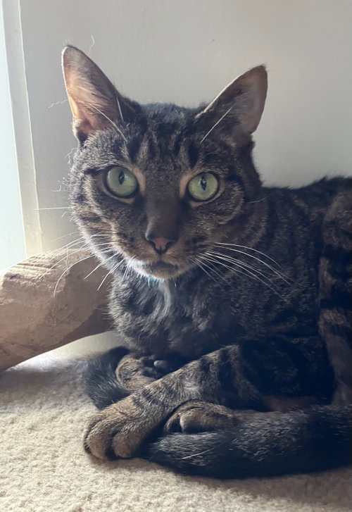 VALENCIA - Domestic Short Hair / Tabby available for adoption