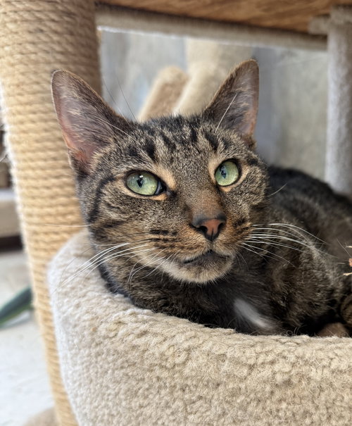 VALENCIA - Domestic Short Hair / Tabby available for adoption