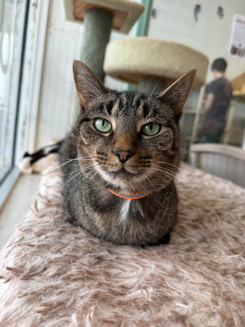 Valencia, a cat for adoption from Colony Cats (& dogs)