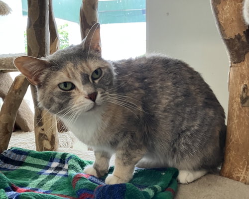 GRISHA - Domestic Short Hair / Dilute Calico available for adoption
