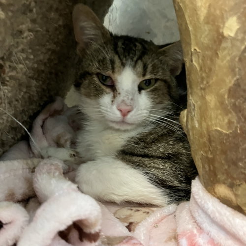 WAYNE - Domestic Medium Hair / Tabby available for adoption