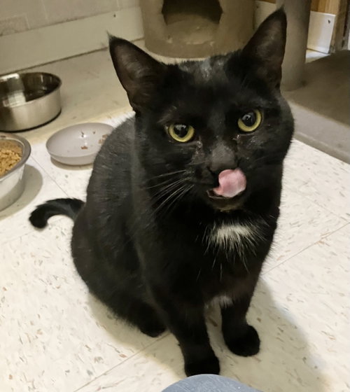 PRECIOUS - Domestic Short Hair available for adoption