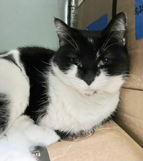 HELEN - Domestic Short Hair available for adoption