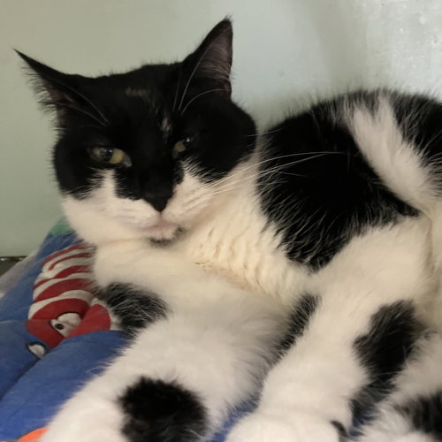 HELEN - Domestic Short Hair available for adoption