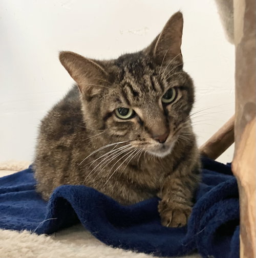Bo, Adult Domestic Short Hair / Mixed (short coat), cat for adoption in Newark, Ohio