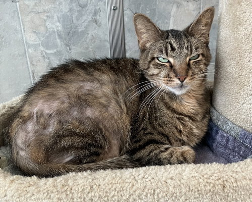 BO - Domestic Short Hair available for adoption
