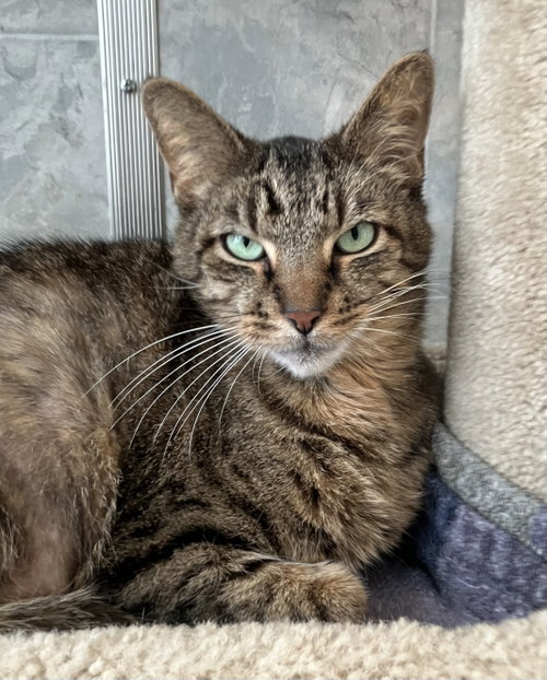 BO - Domestic Short Hair available for adoption