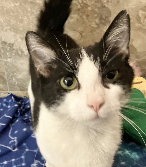 SUGA - Domestic Short Hair available for adoption