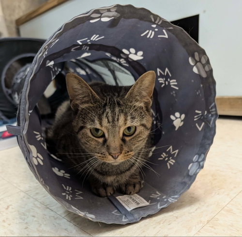 KAMIR - Tabby / Domestic Short Hair available for adoption