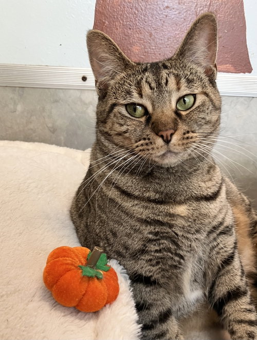 Kamir, a cat for adoption from Colony Cats (& dogs)
