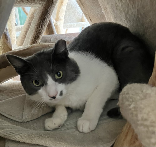 STROMBOLI - Domestic Short Hair available for adoption