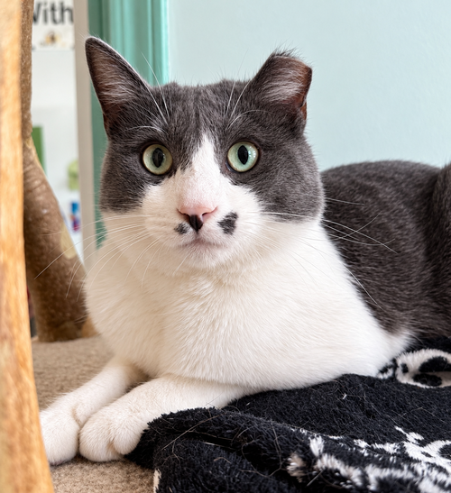 Stromboli, a cat for adoption from Colony Cats (& dogs)