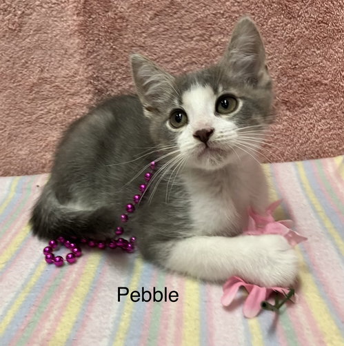 Pebble, Baby Tabby / Exotic Shorthair / Mixed (short coat), cat for adoption in Grove City, Ohio