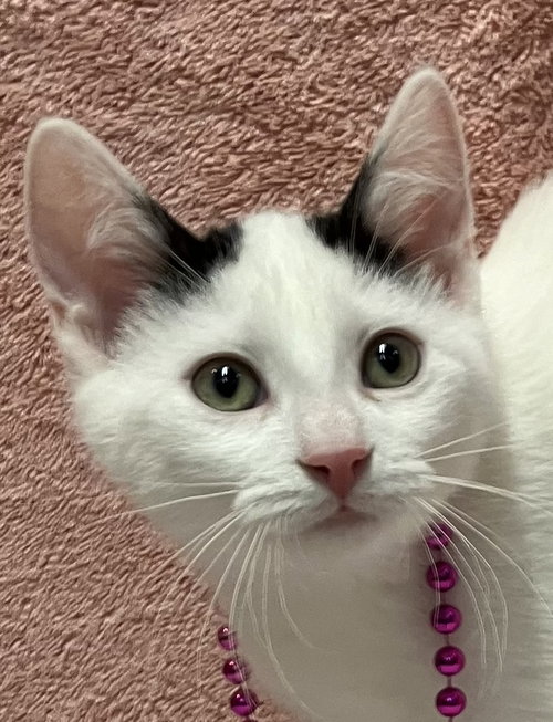 BALZAC - Domestic Short Hair available for adoption