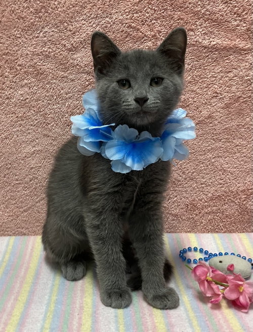 Snuggles, Baby Domestic Short Hair / Mixed (short coat), cat for adoption in Grove City, Ohio